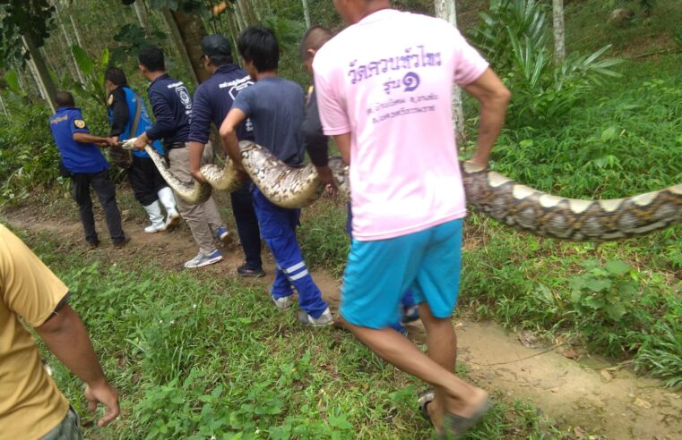 เหลือมยักษ์ 6 เมตรโผล่สวนยาง เขมือบหมูดินอิ่มแปล้