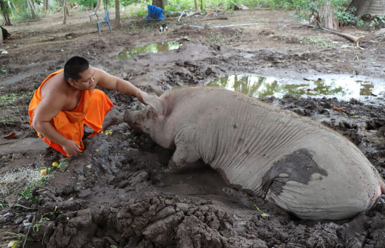 “ศุภโชค” หมูอ้วนขวัญใจชาวบ้านวัดนิมิตธรรมาราม