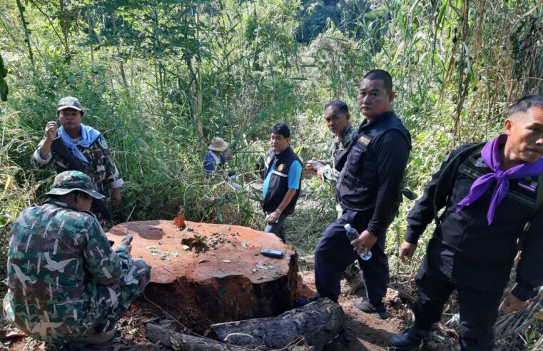 ขยายผลจับกุมตรวจพบตอต้นประดู่ที่ถูกลอบตัด
