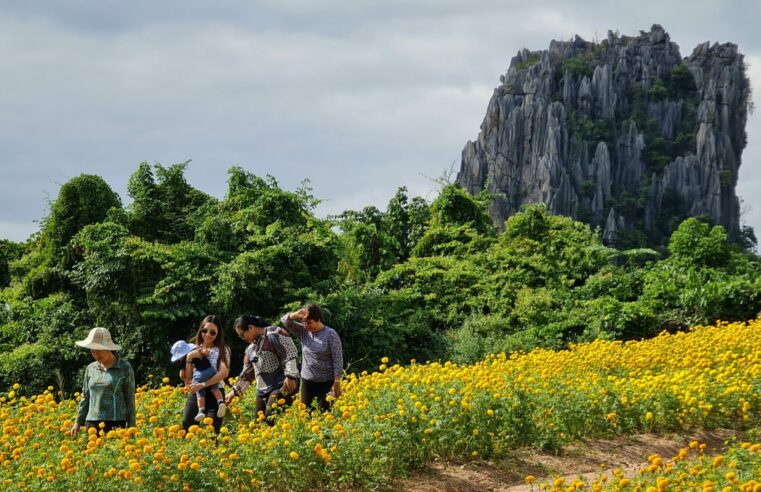 นทท.แห่ชมธรรมชาติและทุ่งดอกดาวเรือง