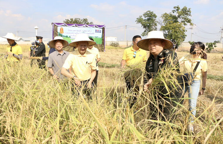 เกี่ยวข้าวข้าวหอมมะลิ 105 พันธุ์พระราชทานจากมูลนิธิชัยพัฒนา