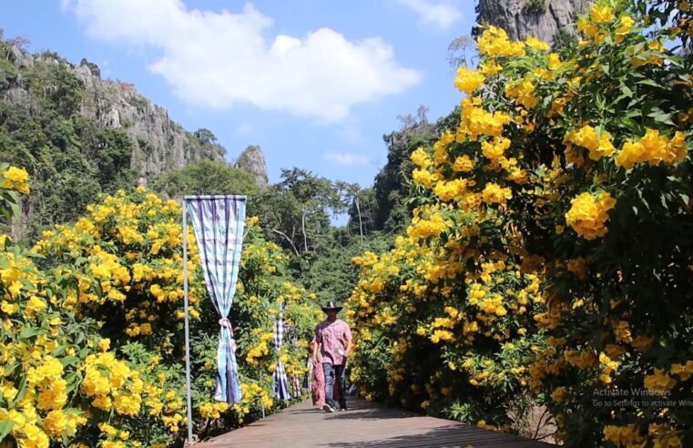 หยุดยาว นทท.ไปเที่ยวชมดอกทองอุไรในเขาหินปูน