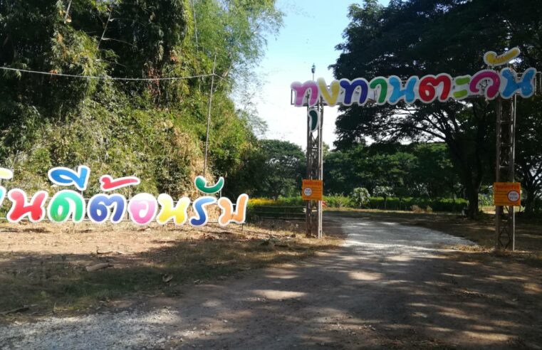 บานแล้วทุ่งทานตะวัน@วังทอง รอรับ นทท.ช่วงวันหยุดยาวปีใหม่