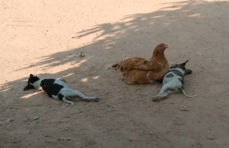 รักต่างสายพันธุ์ แม่ไก่เฝ้าเลี้ยงลูกหมา 5 ตัว