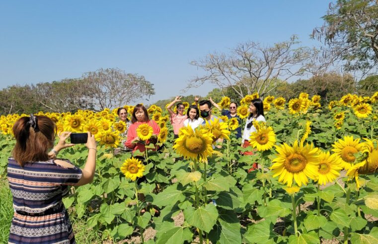 ชวนเที่ยวชมทุ่งดอกทานตะวันจุดเช็คอินใน มรพส.