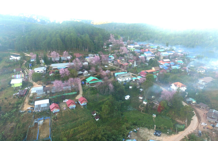 ชวนเที่ยวชมหมู่บ้านสีชมพู สัมผัสแม่คะนิ้งที่บ้านใหม่ร่องกล้า