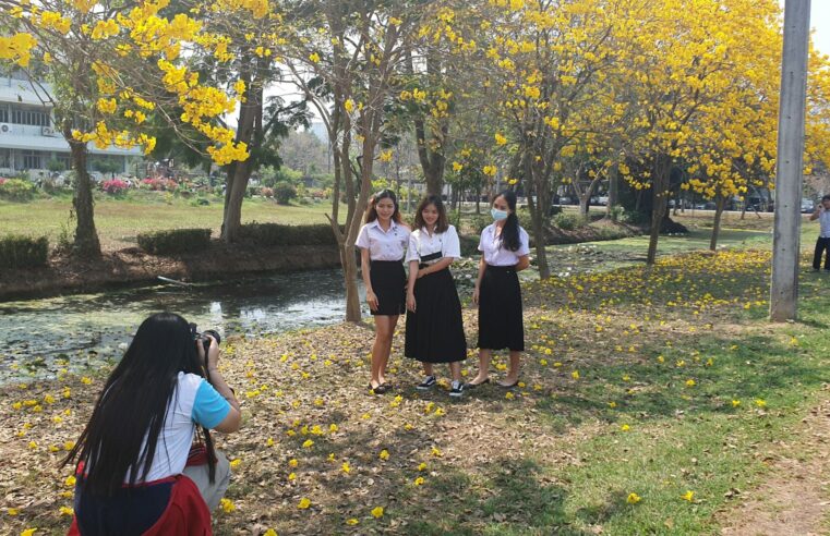 ชาวเมืองสองแควแห่ถ่ายภาพกับดอกเหลืองเชียงราย