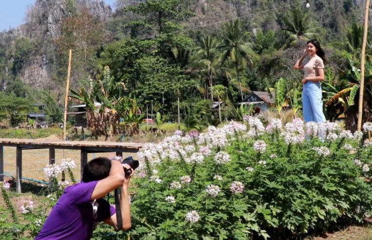 ชมความงามทุ่งดอกไม้สลับสีสันสวยสดกลางหุบเขาหินปูน