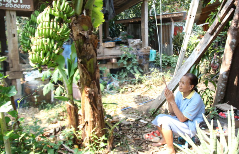 แห่ขอหวยต้นกล้วยออกสองเครือเชื่อให้โชค