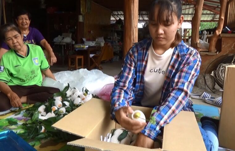 ชาวเนินมะปรางแปรรูปมะยงชิดอบแห้งเพิ่มมูลค่า