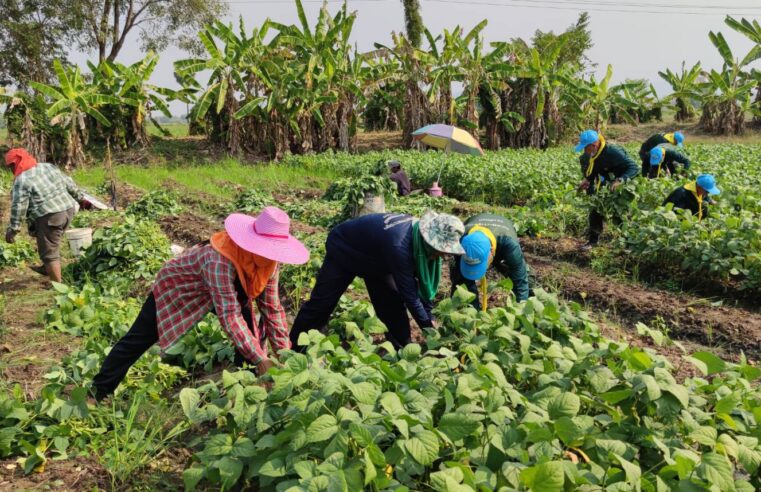 ทหารช่วยเกษตรกรเก็บเกี่ยวถั่วแระญี่ปุ่นหลังขาดแคลนแรงงาน