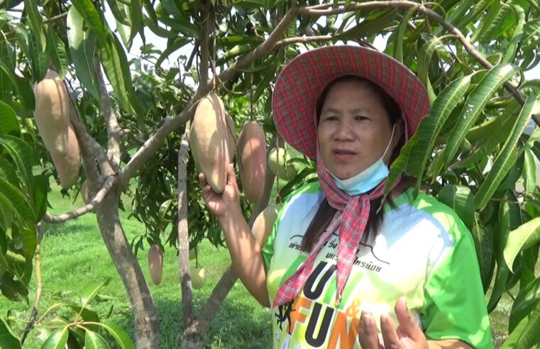 อดีตตำรวจปลูกมะม่วงส่งขายต่างประเทศสร้างรายได้ดี