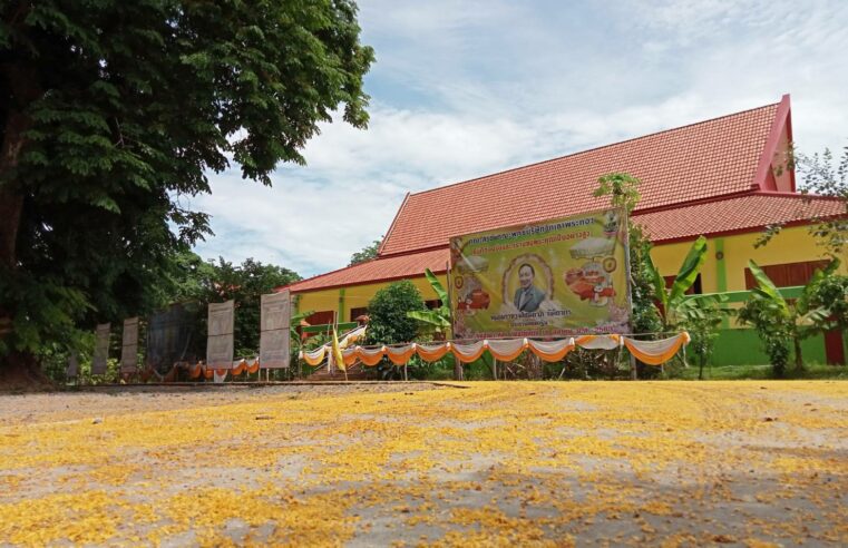 ตะลึงสีเหลืองดั่งทอง…เต็มพื้นลานวัดเขาพระทอง