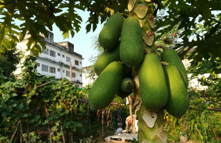 สวนผักกลางเมืองยังยืนหยัดสู้พิษเศรษฐกิจจากโควิดระลอกที่ 3