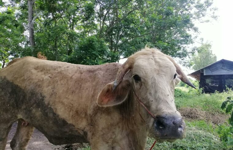 ประกาศเขตโรคระบาดสัตว์หลังพบเชื้อลัมปีสกินใน 2 อำเภอ