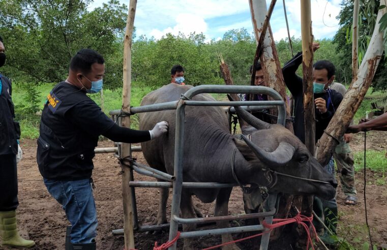 ปศุสัตว์ kickoff ลุยฉีดวัคซีนป้องกันโรคลัมปีสกีน