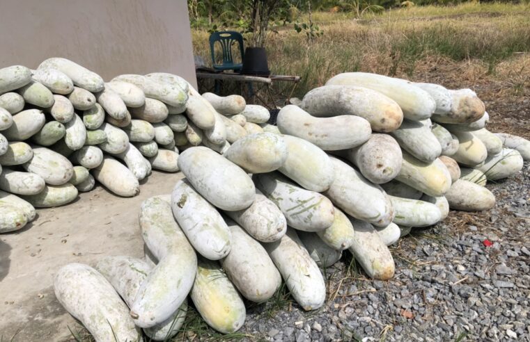 รับมอบฟักเขียวนำไปปรุงอาหารให้กำลังพลทหาร