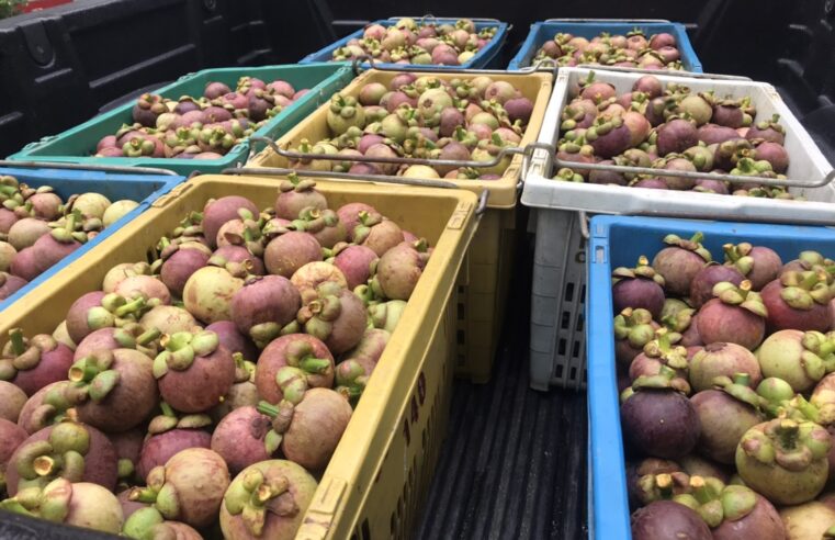 ดาราสาวสวยตลอดกาลช่วยซื้อมังคุดจากสวนที่เมืองคอน