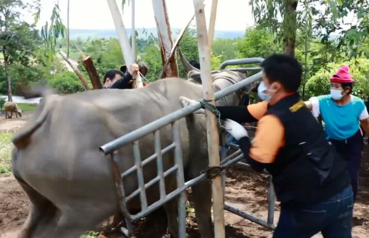 เร่งฉีดวัคซีนโรคลัมปีสกินให้ครบ 6,260 โดส