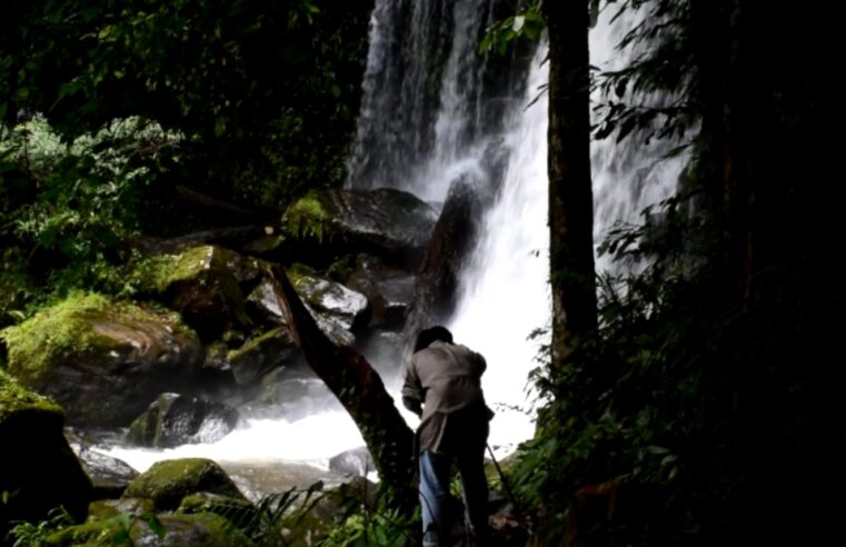 ชมความงามน้ำตกร่มเกล้าภราดรและดอกเปาะหินที่ภูหินร่องกล้า