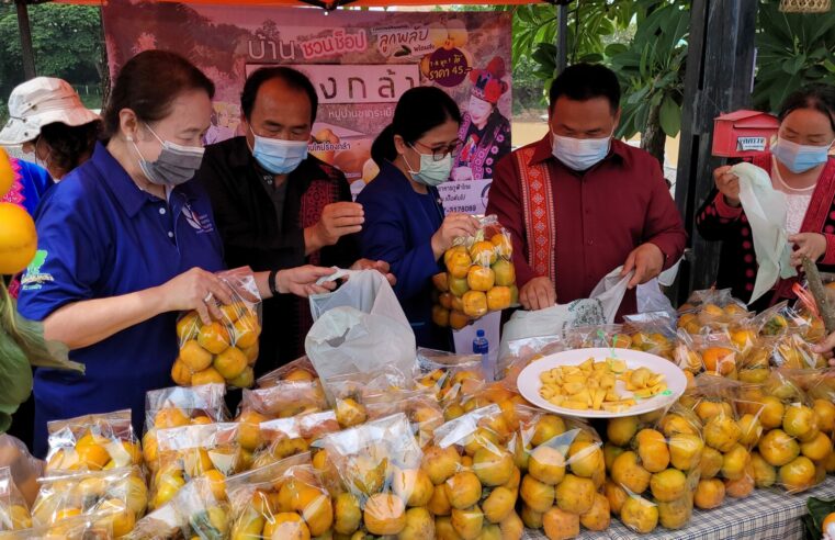 วอนอุดหนุนลูกพลับบ้านใหม่ร่องกล้าปลอดสาร