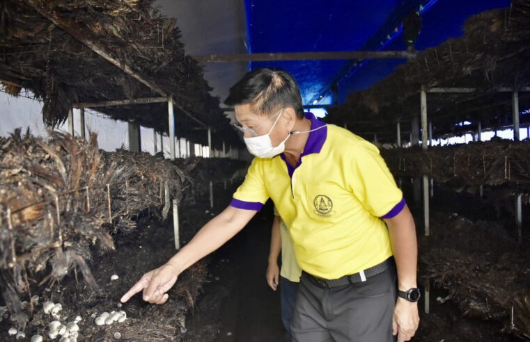 พ่อเมืองสองแควเยี่ยมชมฟาร์มเห็ดฟางจากทลายปาล์ม