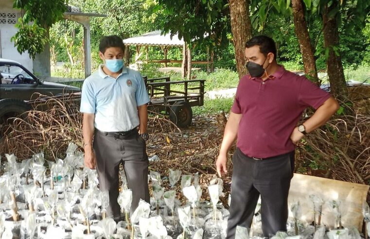 ขายพันธุ์กล้าพืชกระท่อมหลากหลายสายพันธุ์ราคาย่อมเยา