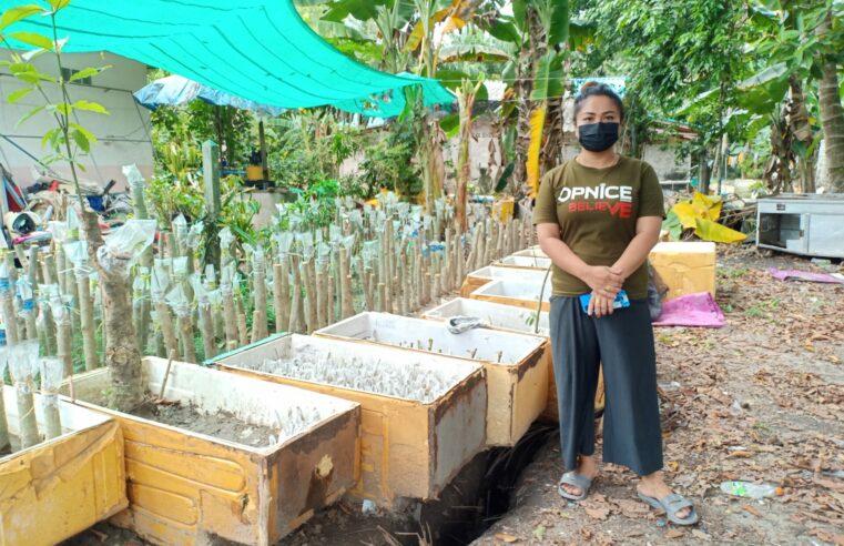 พลิกวิกฤติโควิดเพาะต้นพันธุ์พืชกระท่อมขายสร้างรายได้