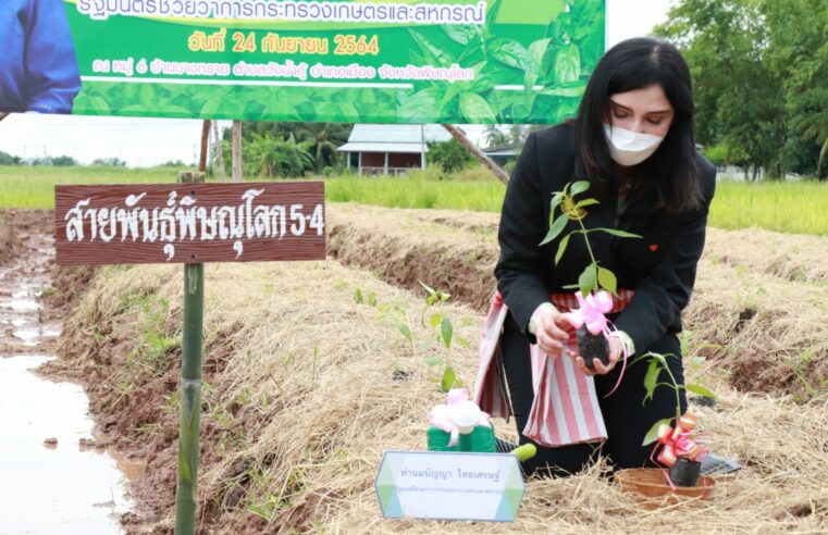 ส่งเสริมปลูกพืชสมุนไพรฟ้าทะลายสร้างรายได้ให้เกษตรกร