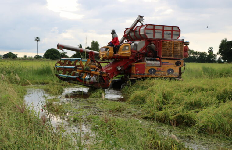 ชาวนาจำใจเกี่ยวข้าวหนีน้ำหวั่นพายุระลอกใหม่