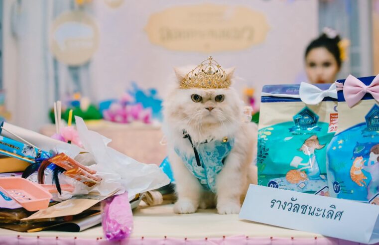 “ลัคกี้” คว้ารางวัล Cat of the world ในการประกวดนพแมวปีแรก