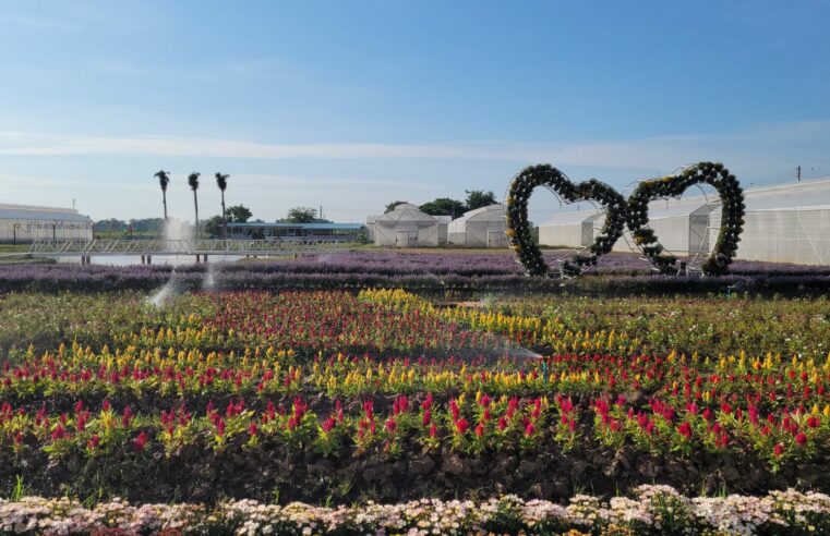 ชมทุ่งดอกแองเจโลเนียบานรับลมหนาวที่แคนา คาเฟ่