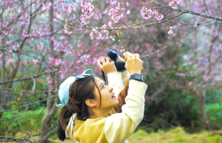 ดอกนางพญาเสือโคร่งบนยอดภูลมโลแปลงแรกบาน 30 เปอร์เซ็นต์แล้ว