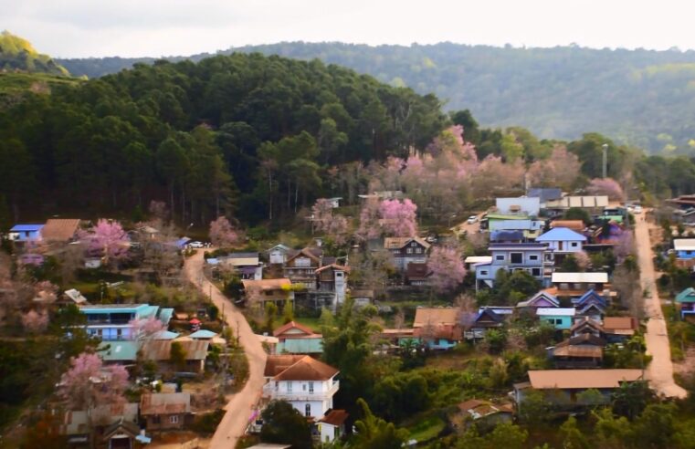 ดอกนางพญาเสือโคร่งที่บ้านใหม่ร่องกล้าบานเป็นหมู่บ้านสีชมพู