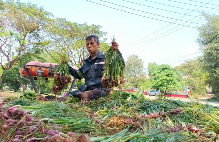 ชาวอุตรดิตถ์เฮราคาหอมแดงปรับราคาขึ้นแล้ว