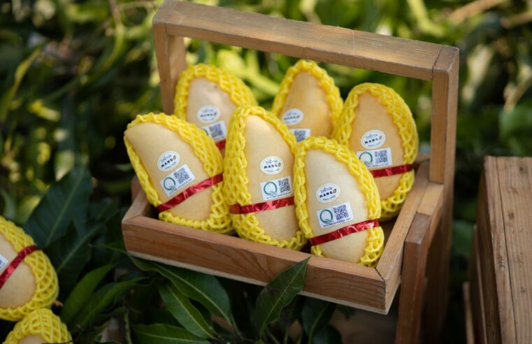 ชวนอุดหนุนเกษตรกรผู้ปลูกมะม่วงน้ำดอกไม้สีทอง