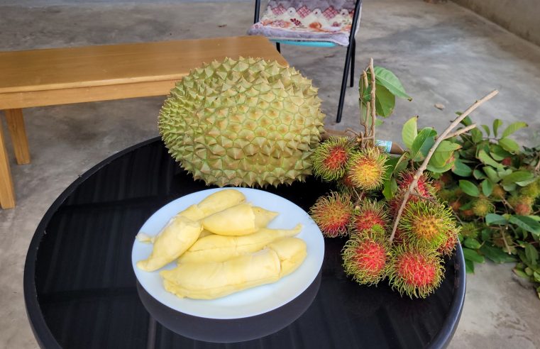 ชวนชิมทุเรียน “หมอนทองศรณรงค์” กรอบนอกนุ่มในเนื้อหนึบ
