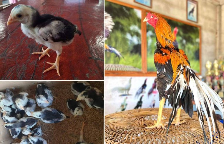 ยกระดับมาตรฐานการผลิตไก่เหลืองหางขาว