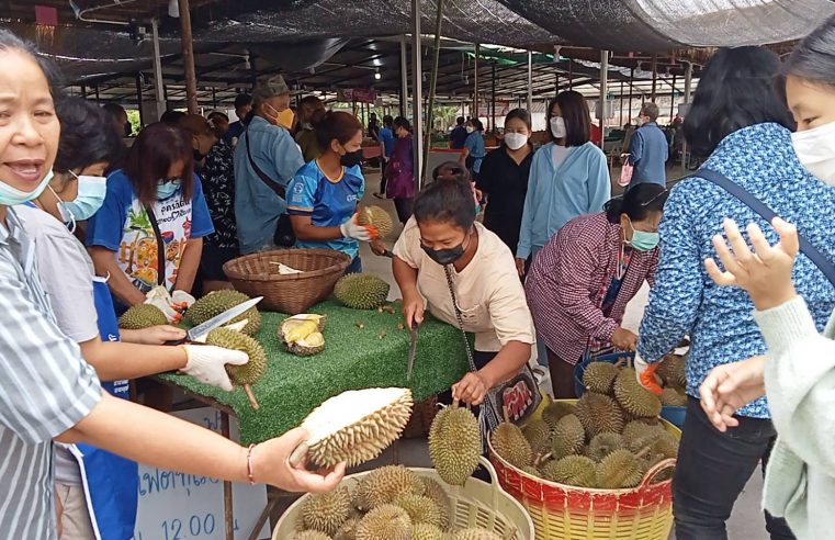 25 มิ.ย.นี้ กินทุเรียนฟรีที่ตลาดกลางผลไม้เทศบาลตำบลหัวดง