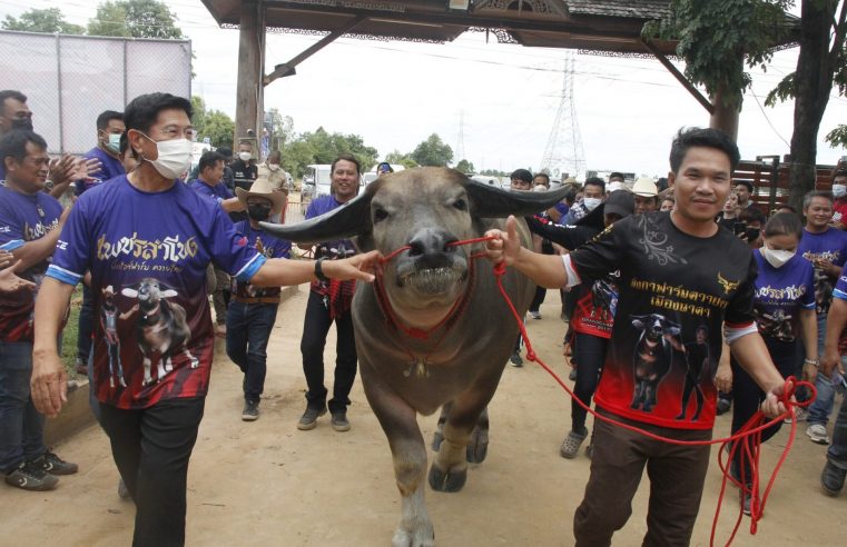 บิ๊กไอซ์ฟาร์มควายไทยซื้อ “เจ้าเพชรลำโขง” ราคา 7 ล้านบาททอน 1 บาท