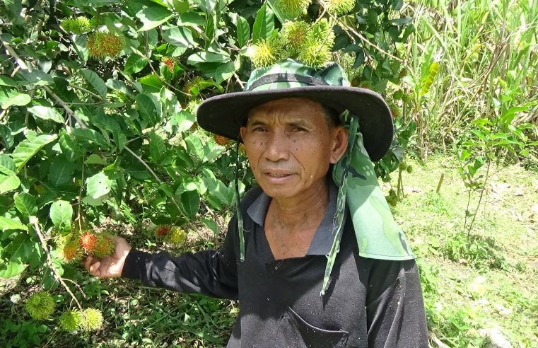 อดีต ผอ.ปลูกเงาะปลอดสารพิษขายส่งหน้าสวนผลผลิตเพียงพอยังมีขาย