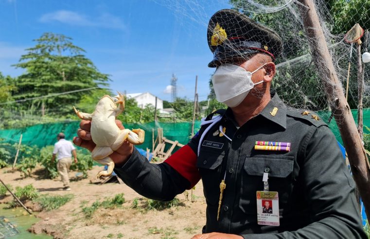 สห.เลี้ยงกบอารมณ์ดีเปิดเพลงให้ฟังส่งขายรายได้งาม