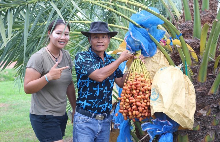 อินทผาลัมสวน “ลุงตู้” เริ่มเก็บขายแล้วชวนลิ้มลองสายพันธ์ุเบรม ที่หวาน กรอบ อร่อย