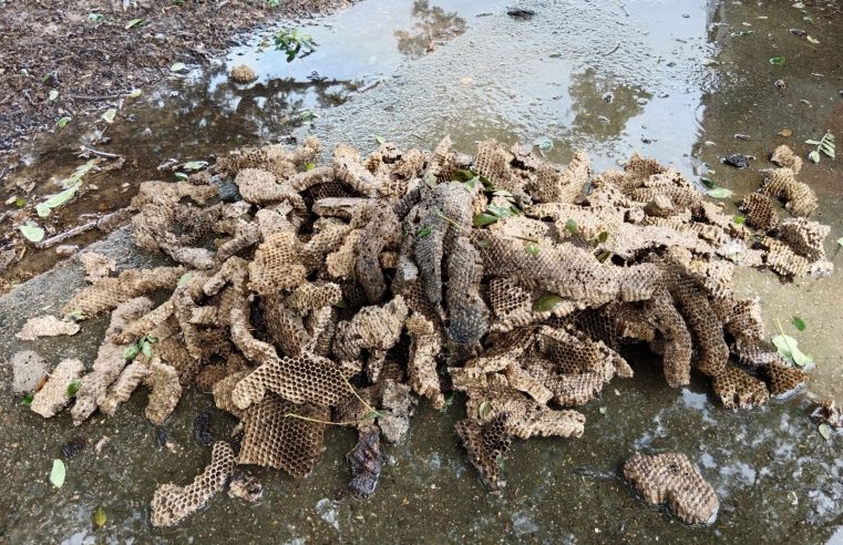 ร้องขอหน่วยกู้ภัยกำจัดรังแตนนับพันรังบนต้นฉำฉา