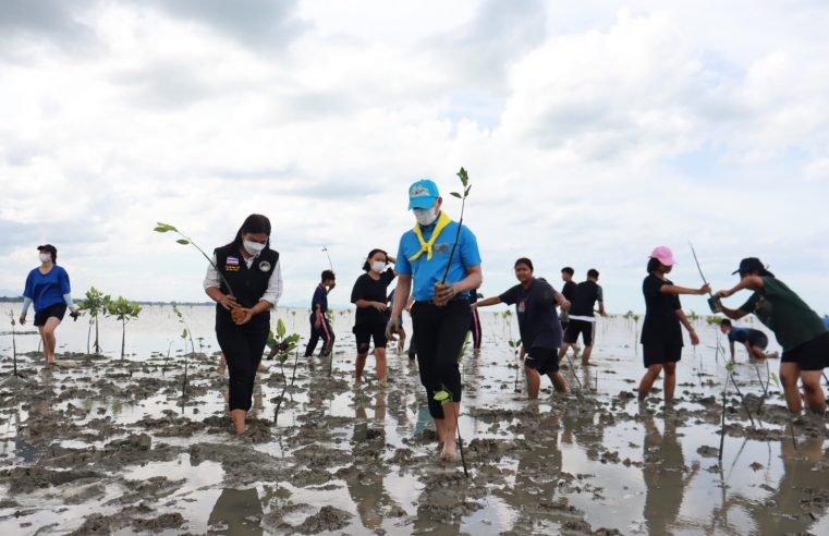 ปลูกป่าชายเลนมิตรภาพไทย-ญี่ปุ่น เฉลิมพระเกียรติฯ