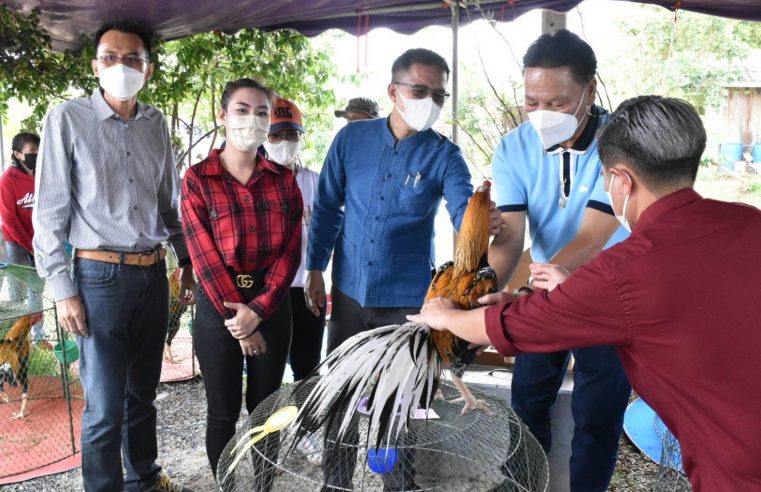 เปิดเส้นทางการท่องเที่ยวเชิงอนุรักษ์ไก่เหลืองหางขาว
