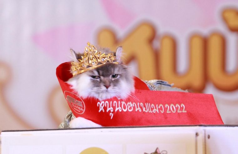 ประกวดหนูน้อยนพแมวครั้งที่ 2 เจ้าคิดตี้ คว้ามงกุฎ ไปครอง