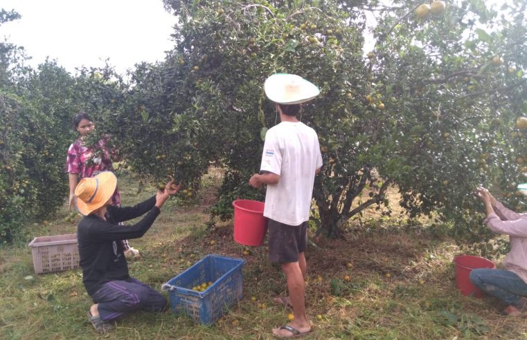 สวนส้มบางมดสีทองบ้านกลางเปิดให้นักท่องเที่ยวได้ชิมแบบอิ่มจุใจ