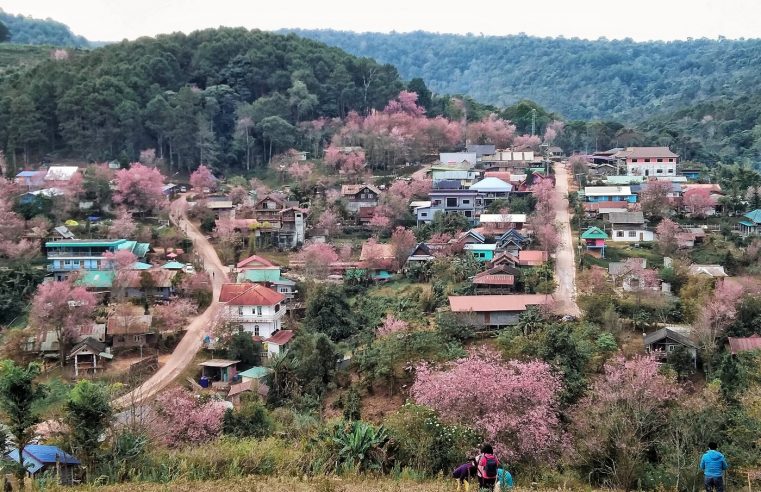 ชวนเที่ยวหมู่บ้านสีชมพูที่บ้านใหม่ร่องกล้า