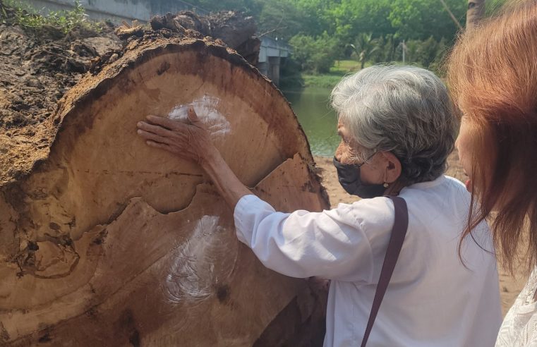 ชาวบ้านช่วยกันนำตะเคียนขึ้นจากกลางลำน้ำเข็กเหนือน้ำตกปอย